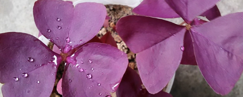 紫色酢浆草怎么繁殖（紫色酢浆草可以水栽?）