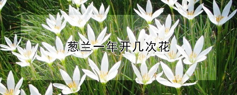 葱兰一年开几次花（葱兰花期一年开几次）