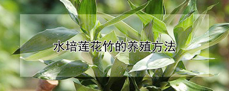 水培莲花竹的养殖方法 水培莲花竹怎么养殖