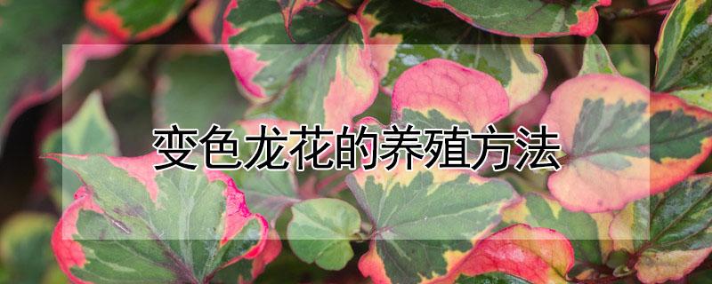 变色龙花的养殖方法（变色龙花卉的养殖方法和注意事项）