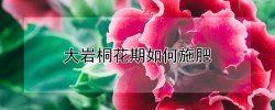 大岩桐花期如何施肥（大岩桐花需要什么肥）