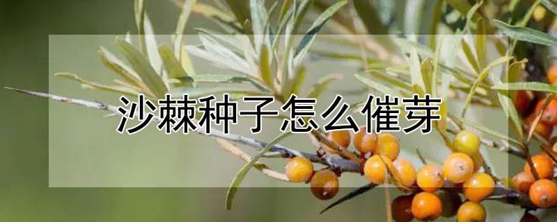 沙棘种子怎么催芽（沙棘种子催芽方法）