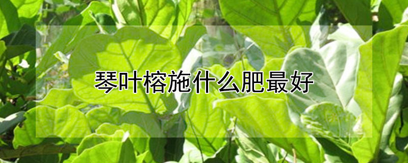 琴叶榕施什么肥最好（琴叶榕施什么肥最好夏季）