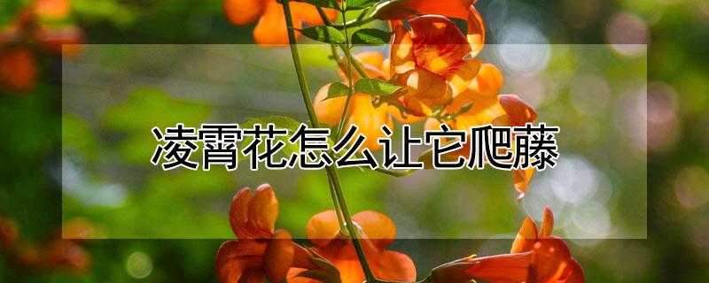 凌霄花怎么让它爬藤（爬藤植物凌霄花）