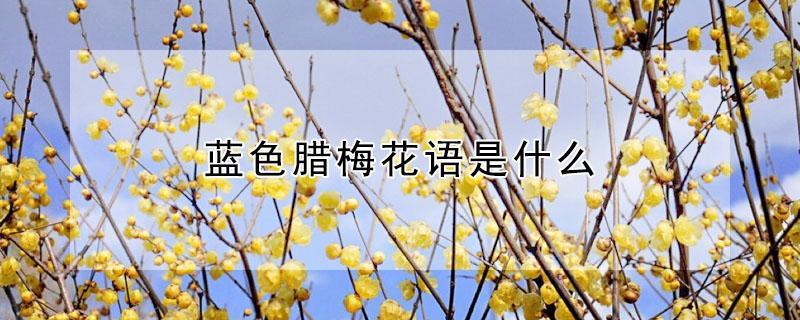 蓝色腊梅花语是什么（蓝色腊梅花语是什么意思）