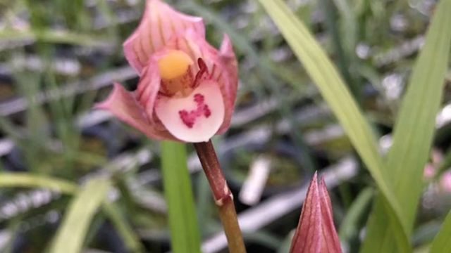 兰花小桃红种植方法（兰花小桃红的养殖方法）