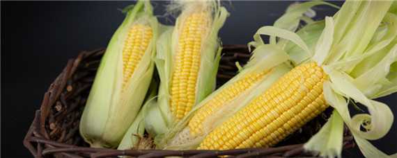 东单1331玉米品种的特征特性 东单1331玉米种子特征特性
