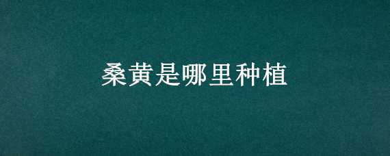 桑黄是哪里种植 桑黄种植桑黄