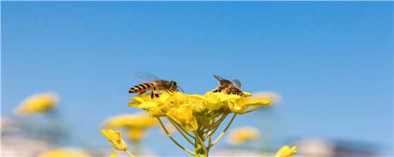 采水蜂跟踪法（采水蜂跟踪法是什么）