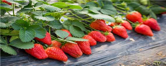 早熟草莓品种介绍 早熟草莓品种介绍图