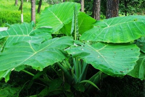 大野芋怎么种植