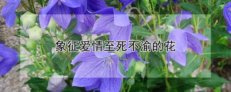 象征爱情至死不渝的花（象征爱情至死不渝的花语）