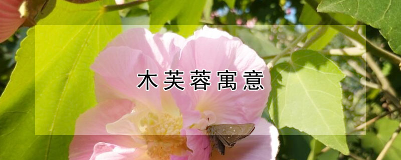 木芙蓉寓意 木芙蓉象征