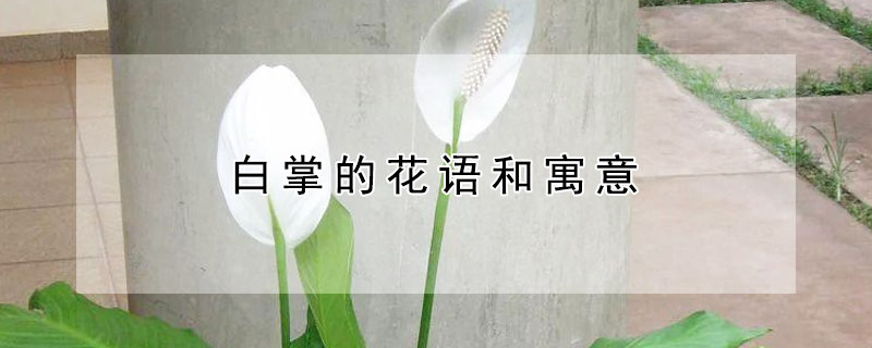 白掌的花语和寓意 植物白掌的花语是什么