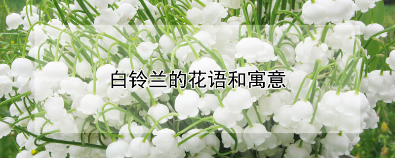 白铃兰的花语和寓意（白色兰铃花语）