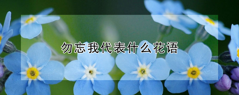 勿忘我代表什么花语 勿忘我的花语是啥