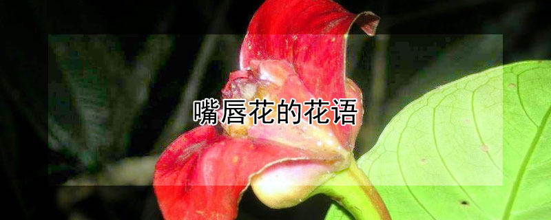 嘴唇花的花语 嘴唇花是什么花