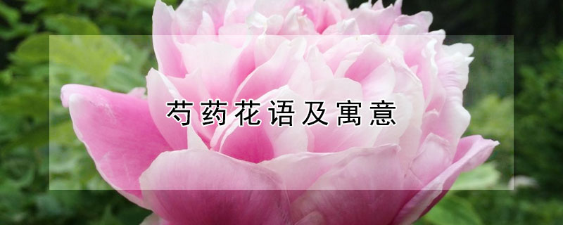 芍药花语及寓意（芍药花语和象征意义）