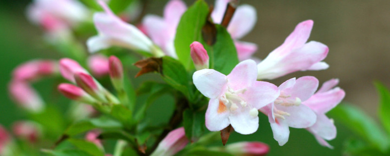 锦带花怎么扦插 红王子锦带花怎么扦插