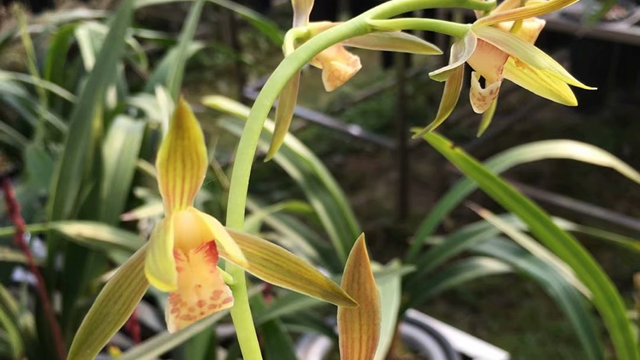 兰花种植收益及成本（兰花种植利润）