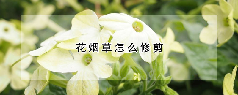 花烟草怎么修剪（花烟草开花后怎么修剪）