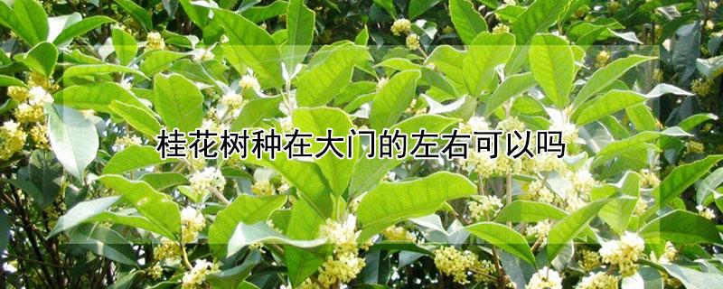 桂花树种在大门的左右可以吗 桂花树栽大门左右哪边好