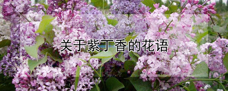 关于紫丁香的花语 紫丁花的花语是什么