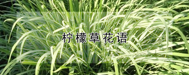 柠檬草花语（柠檬花的花语）