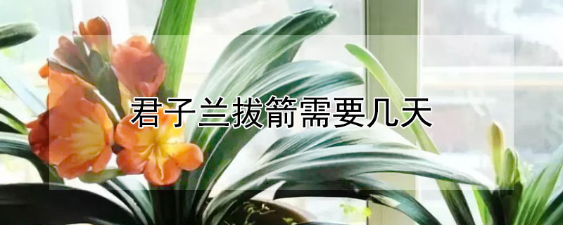 君子兰拔箭需要几天 君子兰几天能抽出箭