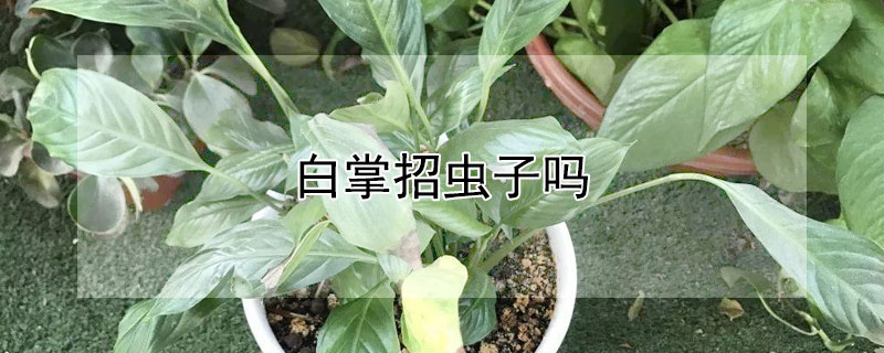 白掌招虫子吗（白掌长虫子）