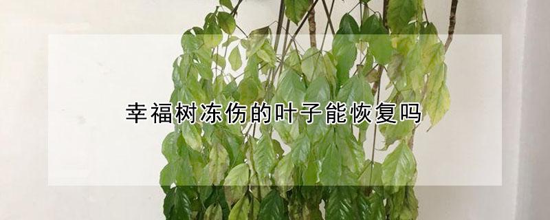 幸福树冻伤的叶子能恢复吗 幸福树叶子冻伤还能恢复吗