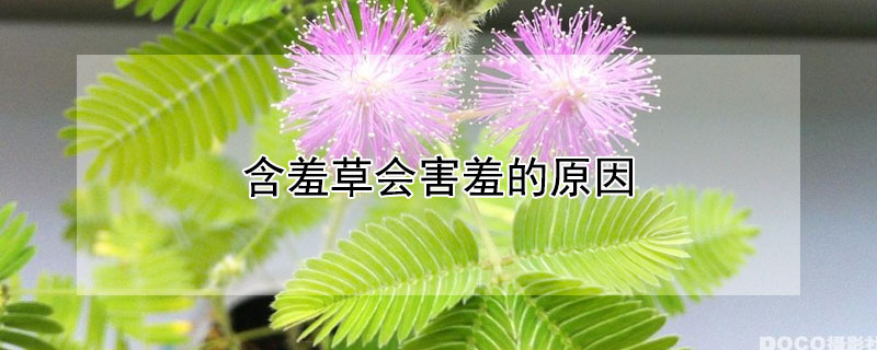 含羞草会害羞的原因 含羞草会害羞的原因是什么,300作文