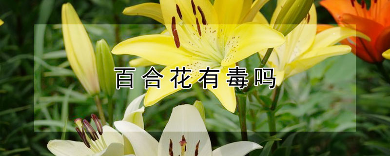 百合花有毒吗 百合花有毒吗,可以放在室内吗