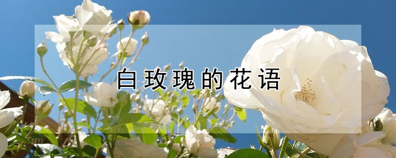 白玫瑰的花语 白玫瑰的花语是什么,象征了什么?