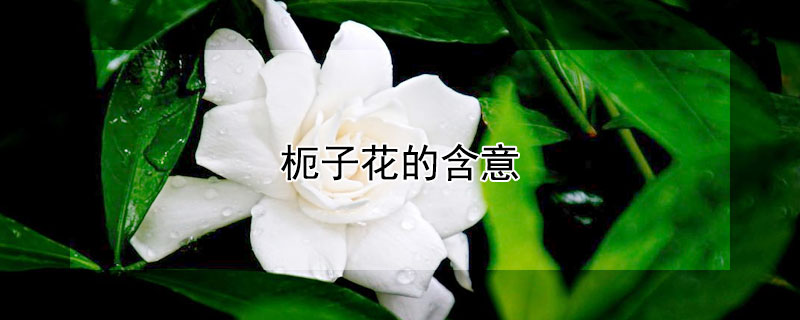 枙子花的含意 花より団子是什么意思