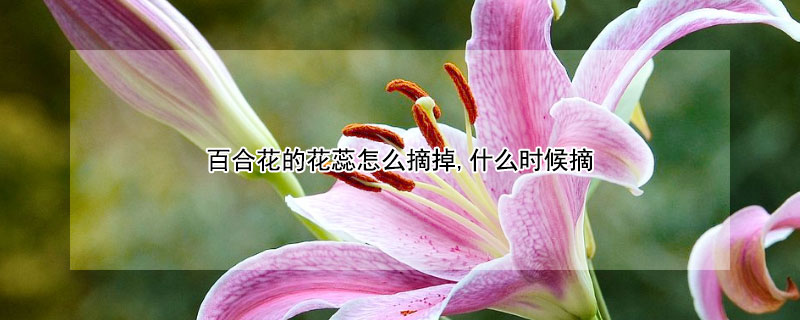 百合花的花蕊怎么摘掉,什么时候摘 百合花开了之后需要摘除花蕊吗