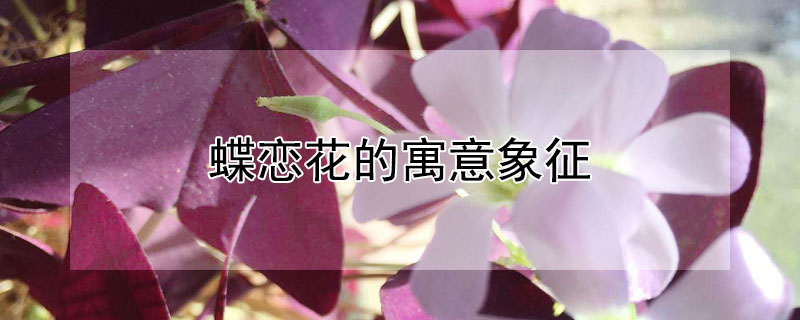 蝶恋花的寓意象征 蝶恋花的图案意义