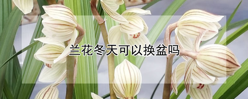 兰花冬天可以换盆吗 兰花冬天换盆好吗