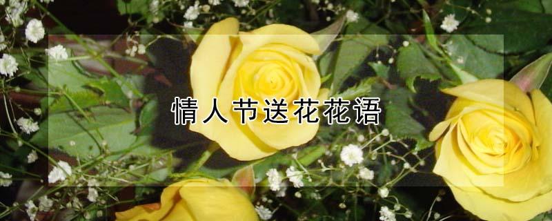 情人节送花花语（情人节送花花语怎么写）