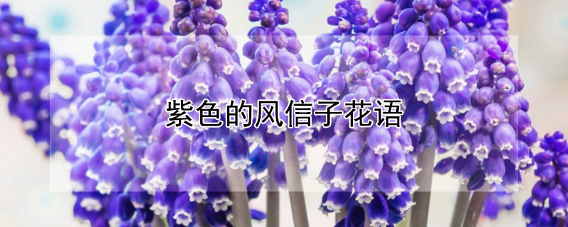 紫色的风信子花语 蓝紫色风信子花语是什么