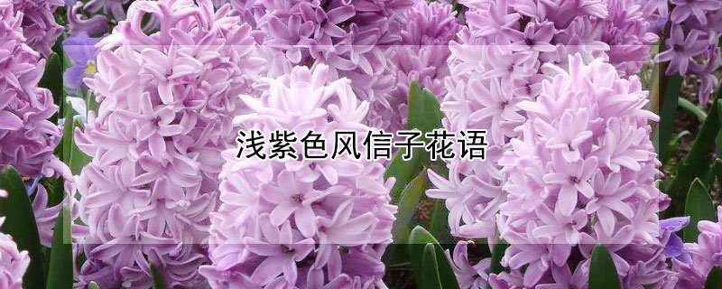 浅紫色风信子花语（深紫色风信子花语）