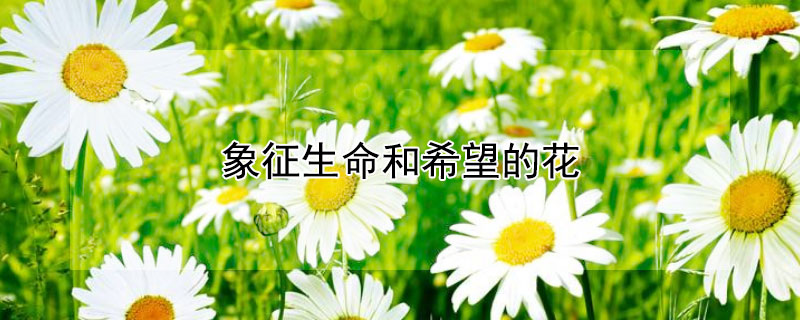 象征生命和希望的花（象征生命和希望的花语）