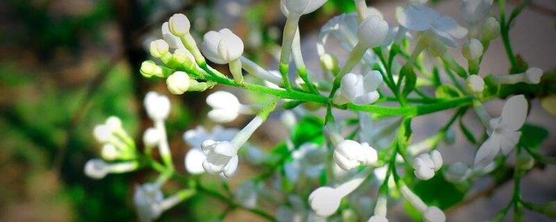 白丁香花的寓意（白色丁香花的寓意）