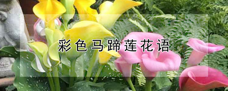 彩色马蹄莲花语 彩色马蹄莲花语是什么