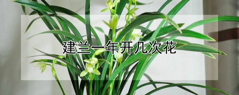 建兰一年开几次花（建兰一年开几次花?分别在几月开?）