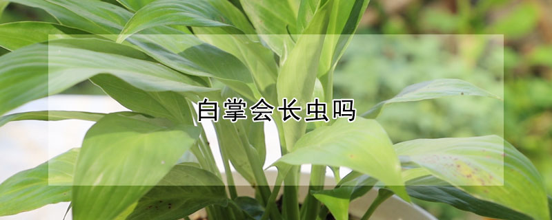 白掌会长虫吗 白掌长虫子