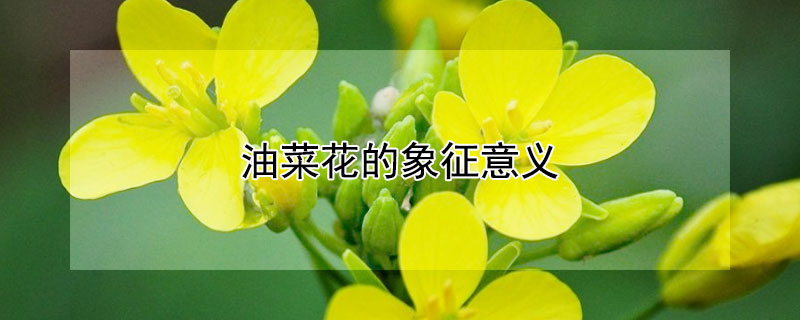 油菜花的象征意义（油菜花预示了什么寓意?）