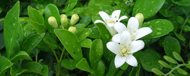 七里香花语（七里香花语象征与寓意）