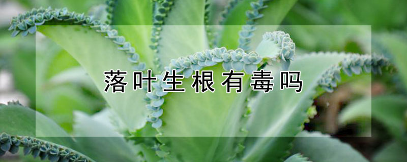 落叶生根有毒吗 落地生根这种植物有毒吗