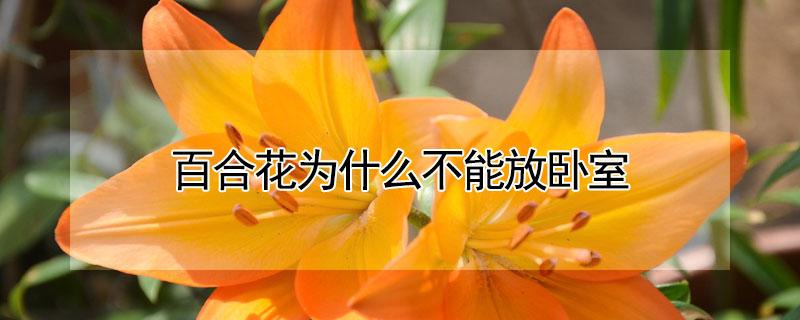 百合花为什么不能放卧室（百合花不可以放卧室吗）